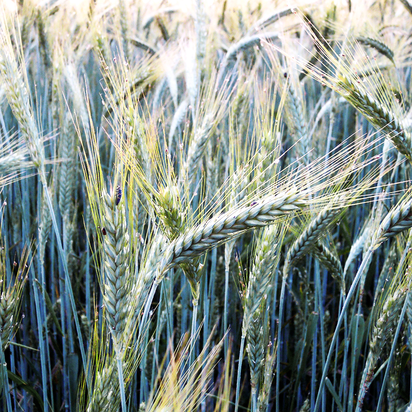 Diritto Agrialimentare